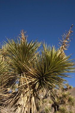 Birçok büyük Yucca Sierra Nevada Dağları, California, ABD. Sierra Nevada bir dağ Batı Türkiye olduğunu.