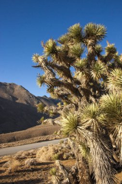 Birçok büyük Yucca Sierra Nevada Dağları, California, ABD. Sierra Nevada bir dağ Batı Türkiye olduğunu.