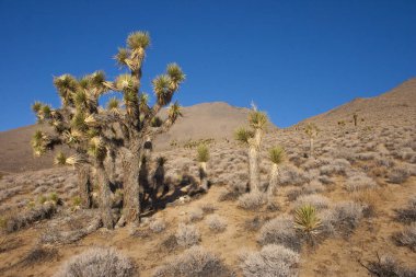 Birçok büyük Yucca Sierra Nevada Dağları, California, ABD. Sierra Nevada bir dağ Batı Türkiye olduğunu.