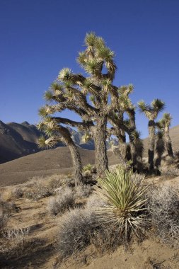 Birçok büyük Yucca Sierra Nevada Dağları, California, ABD. Sierra Nevada bir dağ Batı Türkiye olduğunu.