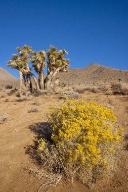 Birçok büyük Yucca Sierra Nevada Dağları, California, ABD. Sierra Nevada bir dağ Batı Türkiye olduğunu.