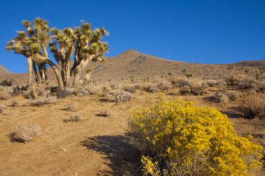 Birçok büyük Yucca Sierra Nevada Dağları, California, ABD. Sierra Nevada bir dağ Batı Türkiye olduğunu.