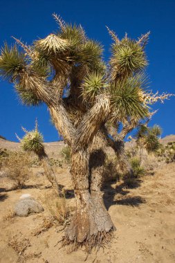 Birçok büyük Yucca Sierra Nevada Dağları, California, ABD. Sierra Nevada bir dağ Batı Türkiye olduğunu.