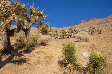 Birçok büyük Yucca Sierra Nevada Dağları, California, ABD. Sierra Nevada bir dağ Batı Türkiye olduğunu.