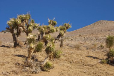 Birçok büyük Yucca Sierra Nevada Dağları, California, ABD. Sierra Nevada bir dağ Batı Türkiye olduğunu.