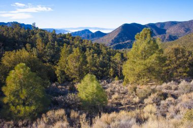 İğne yapraklı odunsu bitkiler, çam ve ardıç Sierra Nevada Dağları, California, ABD. Sierra Nevada bir dağ Batı Türkiye olduğunu.