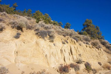 Sierra Nevada Dağları, California, ABD odunsu ve otsu bitkiler. Sierra Nevada bir dağ Batı Türkiye olduğunu.