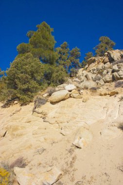 Sierra Nevada Dağları, California, ABD odunsu ve otsu bitkiler. Sierra Nevada bir dağ Batı Türkiye olduğunu.