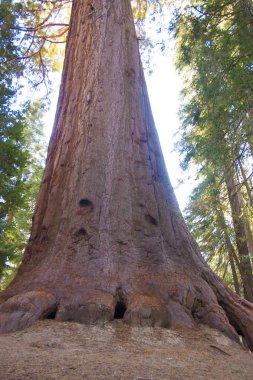 Dev Sekoya ağaçları Sequoia Ulusal Parkı'nda.