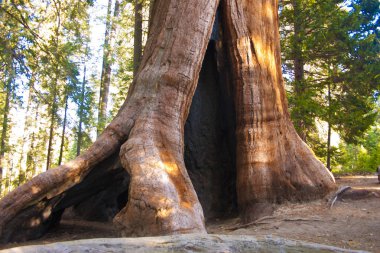 Dev Sekoya ağaçları Sequoia Ulusal Parkı'nda.