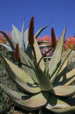 Çiçekli bitkiler sulu Succulents Aloe, agav, bahçedeki, Pasifik Okyanusu, California Catalina adasında bir çiçek yatakta aranjmani