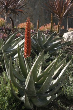 Çiçekli bitkiler sulu Succulents Aloe, agav, bahçedeki, Pasifik Okyanusu, California Catalina adasında bir çiçek yatakta aranjmani