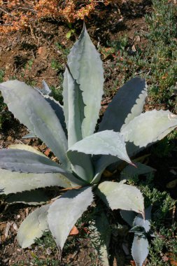 Etli Succulents Aloe, agav, bahçedeki, Pasifik Okyanusu, California Catalina adasında bir çiçek yatakta aranjmani