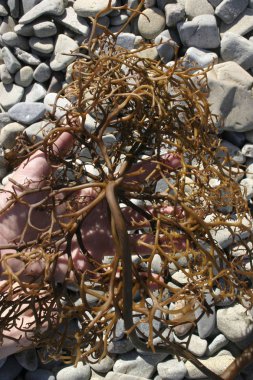 Pasifik Okyanusu dalgaları yosun kumlu kıyı Macrocistis attı.