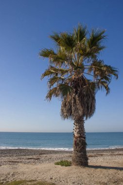 Çiçekli bitkiler, palmiye ağacı Catalina Adası Pasifik Okyanusu, California