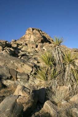 Beargrass gizli vadi peyzaj Mojave Desert Joshua Tree National Park California