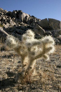 Kaktüsler ile beyaz dikenler taşlar (Cylindropuntia echinocarpa arasında)