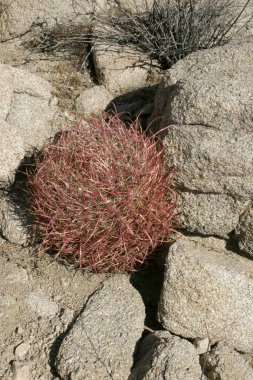 Ferocactus cylindreus arasında taşlar, taş kayalar arasında kırmızı karıncalanma ile kaktüsler