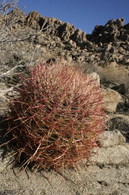 Ferocactus cylindreus arasında taşlar, taş kayalar arasında kırmızı karıncalanma ile kaktüsler