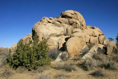 Joshua Tree National Park California birçok dalları Maltepe Yucca Brevifolia Mojave çöl