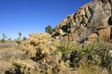 Joshua ağaç manzara Yucca Brevifolia Mojave Desert Joshua Tree National Park California 