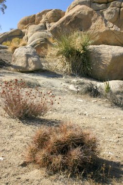 Kaktüsler Echinocreus, Mojave Çölü Joshua Tree National Park California