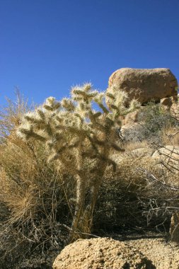 Yucca Nolina Beargrass gizli vadi peyzaj Mojave Desert Joshua Tree National Park California