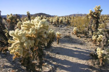 Cholla kaktüsler Ajo dağlarda, Organ boru kaktüs Ulusal Anıtı, Arizona