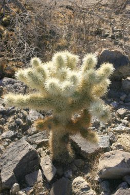Cholla kaktüs garden joshua tree national Park