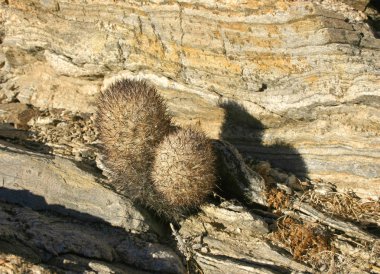 Escobaria sp., Joshua Tree National Park, Kaliforniya