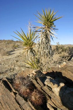 Kaktüs taşlar arasında grup Echinocereus engelmanii, Joshua ağaç manzara Yucca Brevifolia Mojave Desert Joshua Tree National Park California 