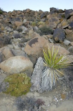 Joshua ağaç manzara Yucca Brevifolia Mojave Desert Joshua Tree National Park California 