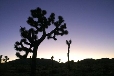 Joshua ağaç manzara Yucca Brevifolia Mojave Desert Joshua Tree National Park California