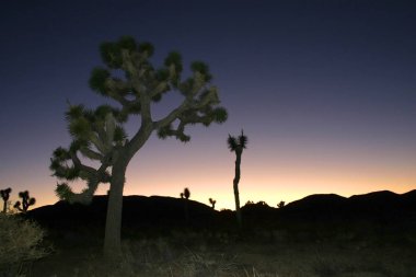 Joshua ağaç manzara Yucca Brevifolia Mojave Desert Joshua Tree National Park California