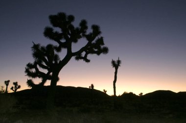 Joshua ağaç manzara Yucca Brevifolia Mojave Desert Joshua Tree National Park California