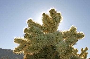 Cholla kaktüs Bahçe günbatımı Mojave Desert Joshua Tree National Park California