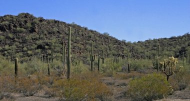 Organ boru Milli Parkı, Arizona - büyük kaktüs Carnegiea kızgözü çölde