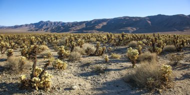 Cholla kaktüs Bahçe günbatımı Mojave Desert Joshua Tree National Park California