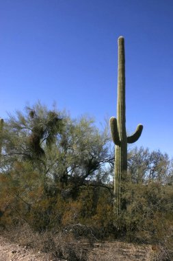 Organ boru Milli Parkı, Arizona - büyük kaktüs Carnegiea kızgözü çölde