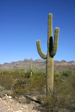 Organ boru Milli Parkı, Arizona - büyük kaktüs Carnegiea kızgözü çölde