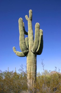 Organ boru Milli Parkı, Arizona - büyük kaktüs Carnegiea kızgözü çölde