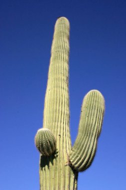 Organ boru Milli Parkı, Arizona - büyük kaktüs Carnegiea kızgözü çölde