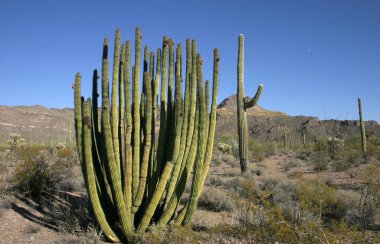 Organ boru Milli Parkı, Arizona - kaktüs çöl, Stenocereus thurberi, organpipe kaktüs