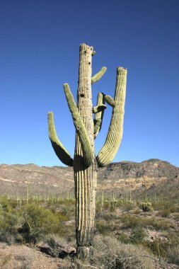 Organ boru Milli Parkı, Arizona - büyük kaktüs Carnegiea kızgözü çölde