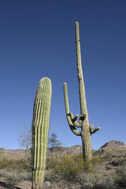 Organ boru Milli Parkı, Arizona - büyük kaktüs Carnegiea kızgözü çölde