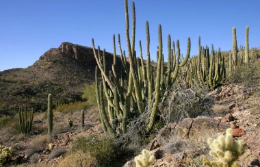 Organ boru Milli Parkı, Arizona - kaktüs çöl, Stenocereus thurberi, organpipe kaktüs