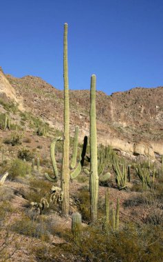 Organ boru Milli Parkı, Arizona - büyük kaktüs Carnegiea kızgözü çölde