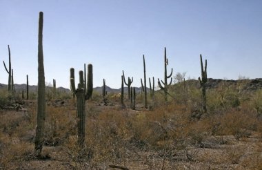Organ boru Milli Parkı, Arizona - mavi gökyüzü (Stenocereus thurberi, Carnegiea kızgözü karşı büyük kaktüsler Grup)