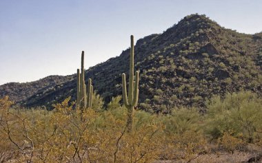 Organ boru Milli Parkı, Arizona - mavi gökyüzü (Stenocereus thurberi, Carnegiea kızgözü karşı büyük kaktüsler Grup)