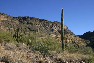 Organ boru Milli Parkı, Arizona - mavi gökyüzü (Stenocereus thurberi, Carnegiea kızgözü karşı büyük kaktüsler Grup)